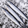 Frozen Single‑Frozen Saury Fish